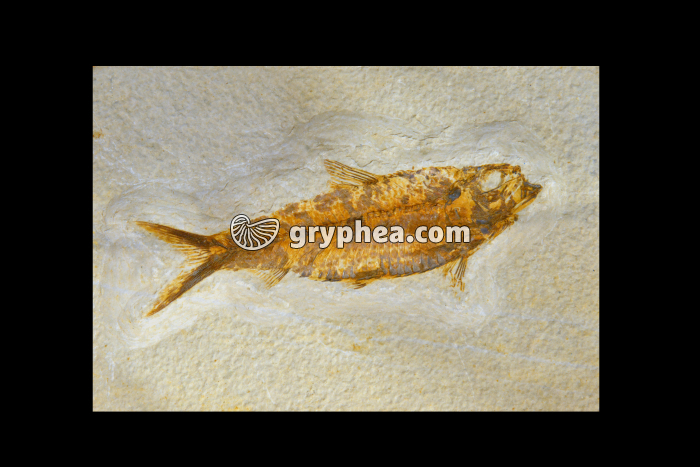 Poisson fossile (Knautia sp.) - gryphea.com
